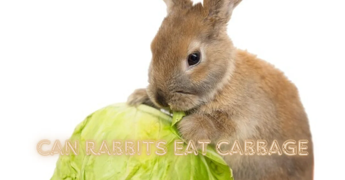 Can Rabbits Eat Cabbage